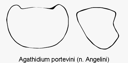 agathidium_portevini_hsch.gif