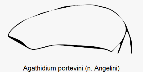 agathidium_portevini_hschl.gif