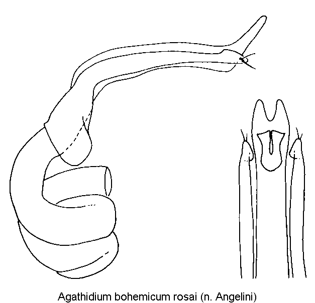 agathidium_rosai.gif