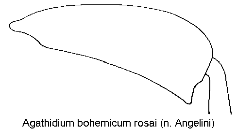 agathidium_rosai_hschl.gif
