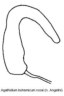 agathidium_rosai_sperm.gif