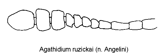 agathidium_ruzickai_f.gif