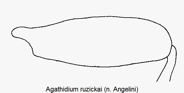 agathidium_ruzickai_hschl.gif