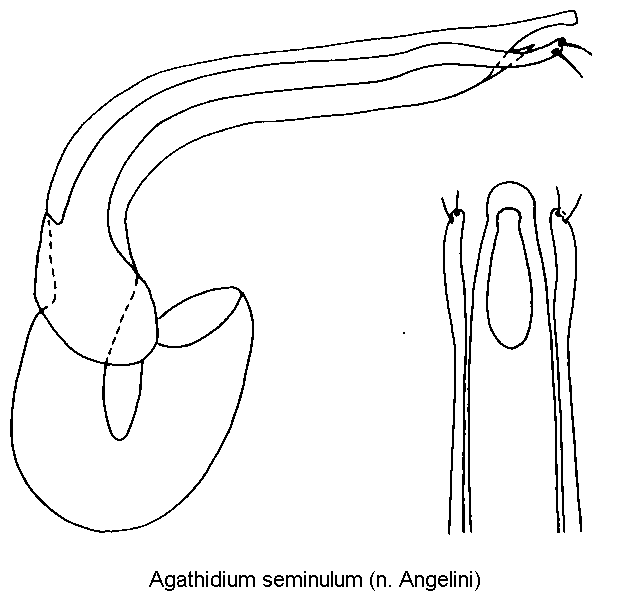 agathidium_seminulum1.gif