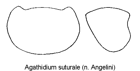 agathidium_suturale_hsch.gif