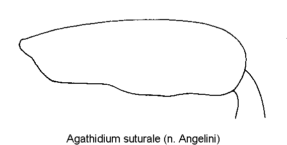 agathidium_suturale_hschl.gif
