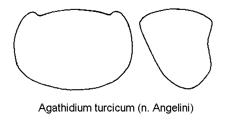 agathidium_turcicum_hsch.gif