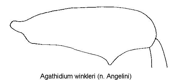 agathidium_winkleri_hschl.gif