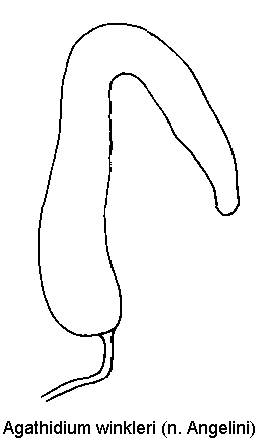 agathidium_winkleri_sperm.gif