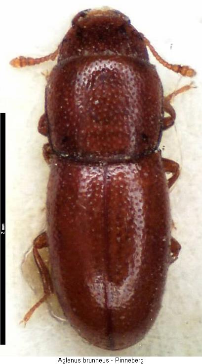 aglenus_brunneus_hab.jpg