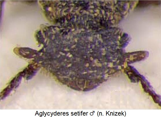 aglycyderes_setifer_m_k.jpg