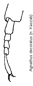 agnathus_decoratus_vtr.gif
