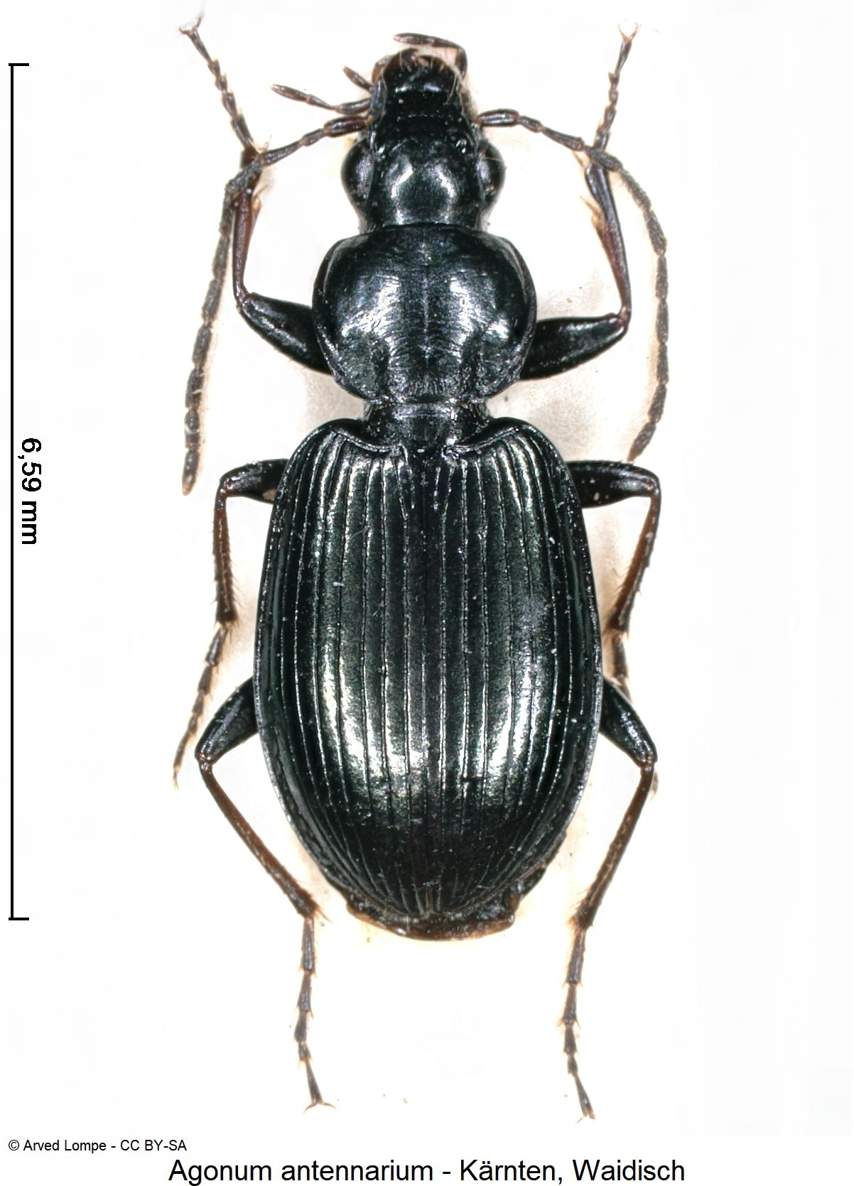 agonum_antennarium_ck1738_hab.jpg