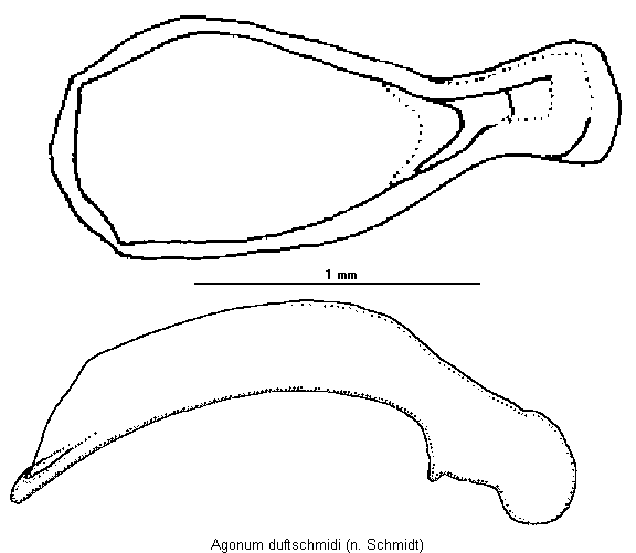 agonum_duftschmidi.gif