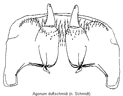 agonum_duftschmidi_ovi.gif