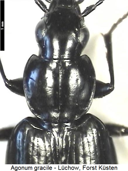 agonum_gracile_vk.jpg