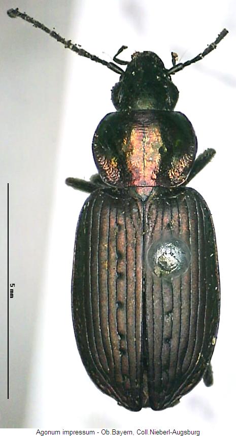 agonum_impressum_hab.jpg