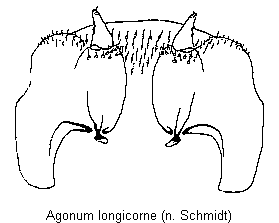 agonum_longicorne_vp.gif