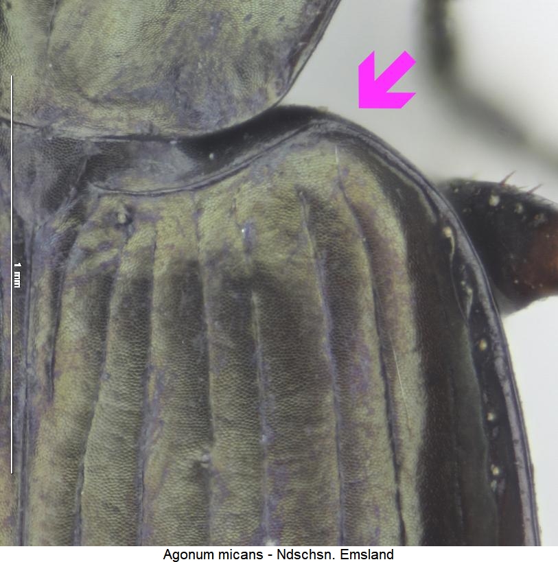 agonum_micans_hum.jpg