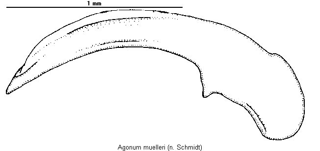 agonum_muelleri.gif