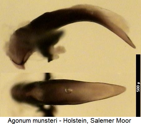 agonum_munsteri.jpg