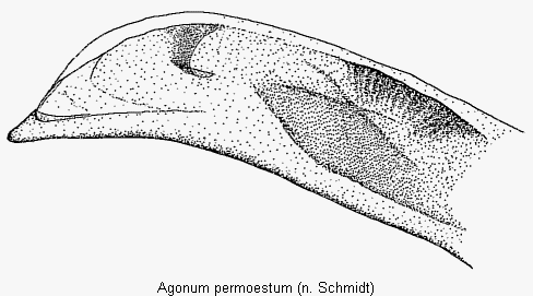 agonum_permoestum_det.gif