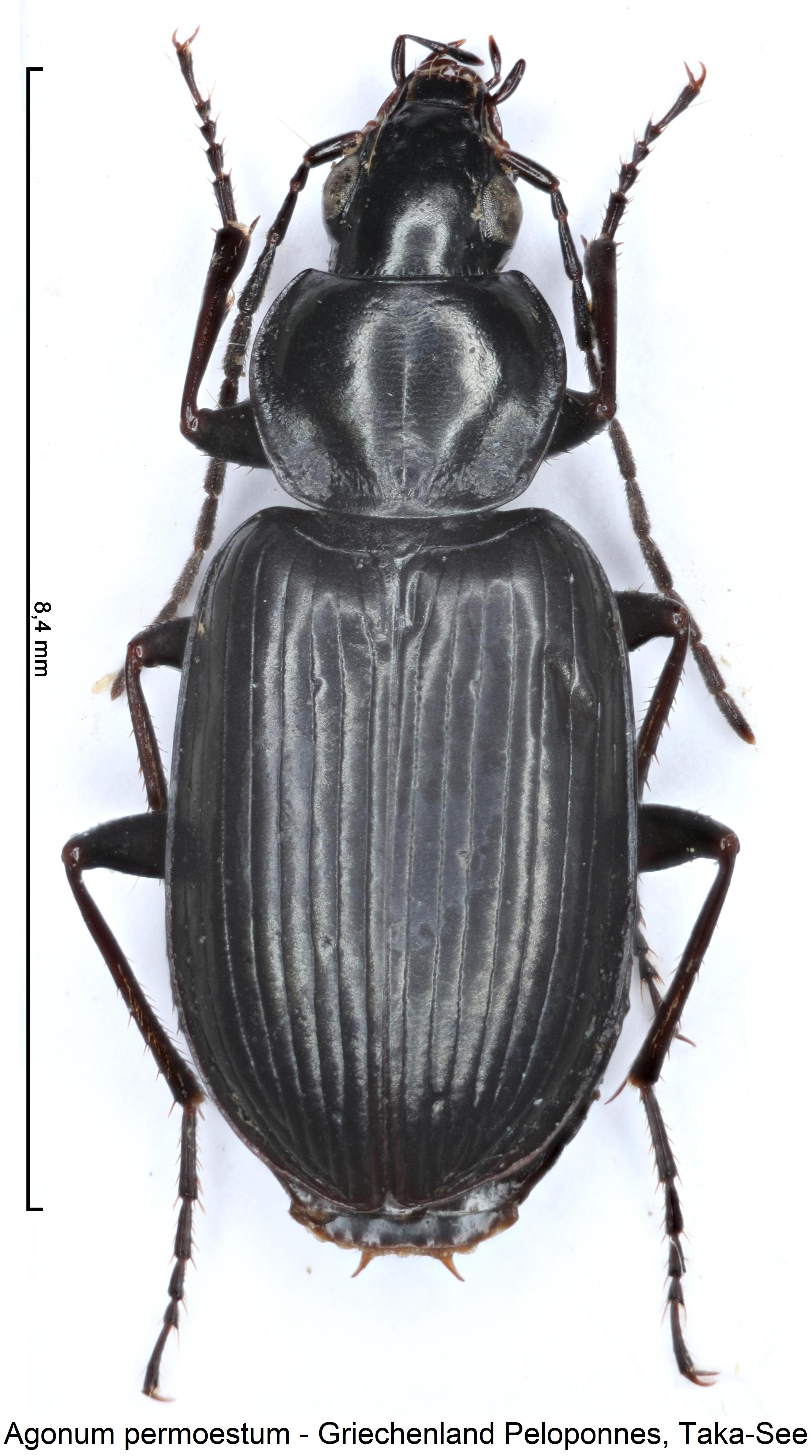 agonum_permoestum_hab.jpg