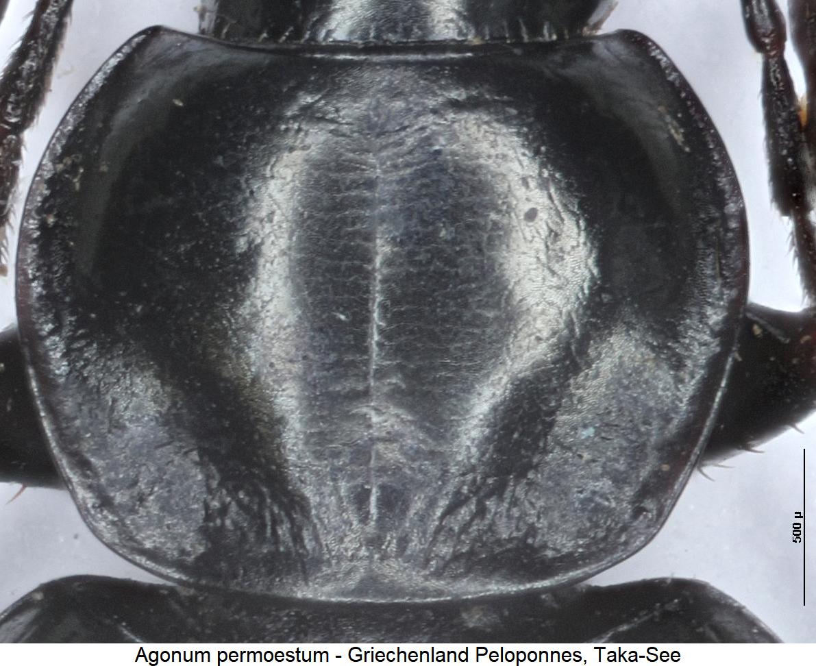 agonum_permoestum_hsch.jpg