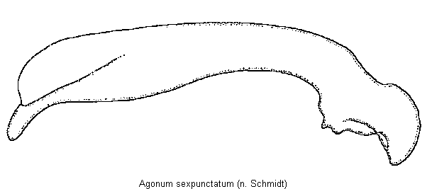 agonum_sexpunctatum.gif