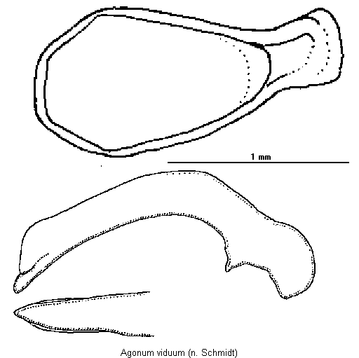 agonum_viduum.gif