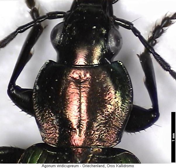 agonum_viridicupreum_vk.jpg
