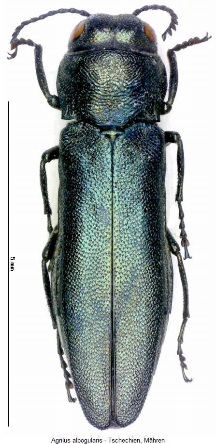 agrilus_albogularis_hab.jpg