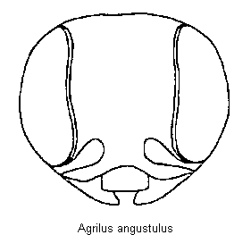 agrilus_angustulus_k.gif