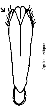agrilus_antiquus.gif