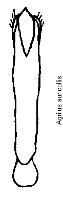 agrilus_auricollis.gif