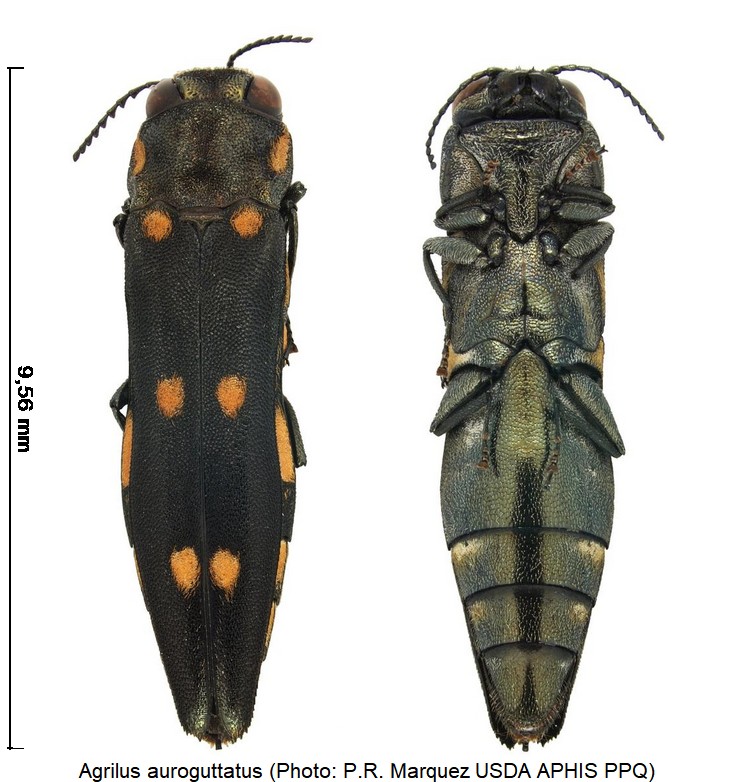 agrilus_auroguttatus_hab.jpg