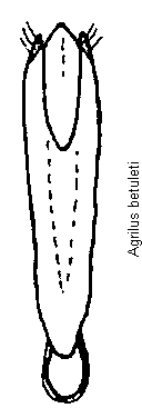 agrilus_betuleti.gif