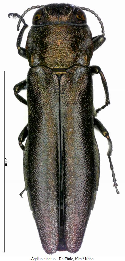 agrilus_cinctus_hab.jpg