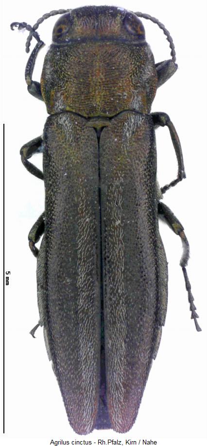 agrilus_cinctus_hab2.jpg