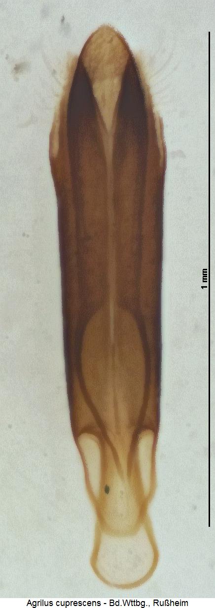 agrilus_cuprescens.jpg