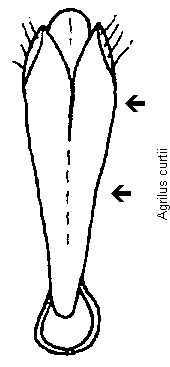 agrilus_curtii.gif