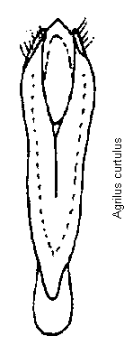 agrilus_curtulus.gif