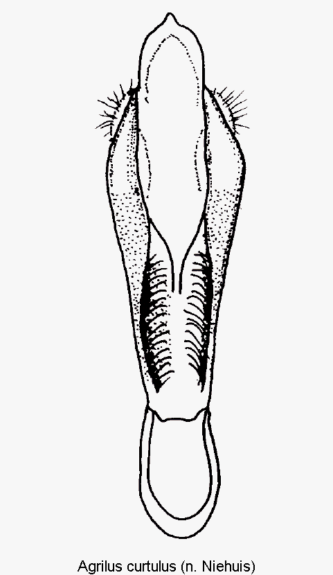 agrilus_curtulus1.gif