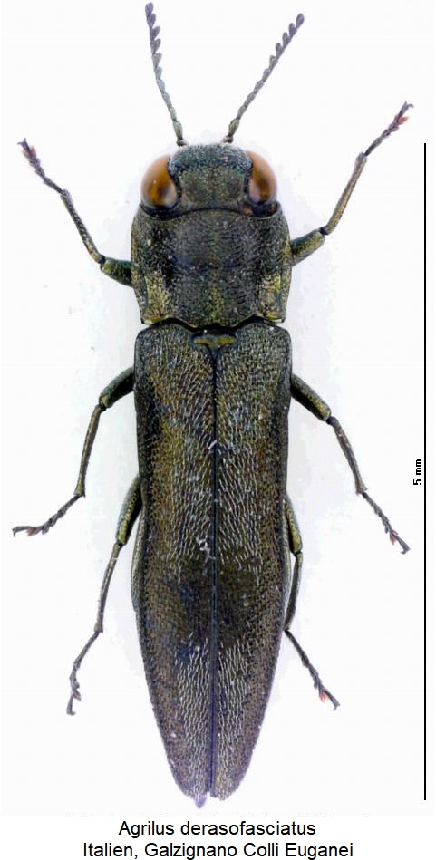 agrilus_derasofasciatus_hab.jpg