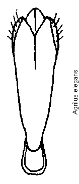 agrilus_elegans.gif