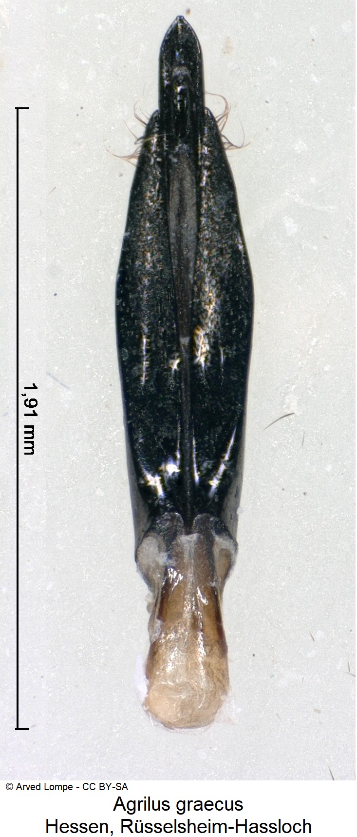 agrilus_graecus.jpg