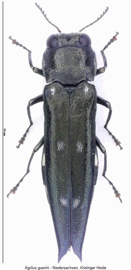 agrilus_guerini_hab.jpg