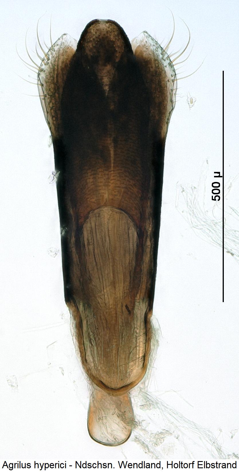 agrilus_hyperici1.jpg