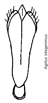 agrilus_integerrimus.gif