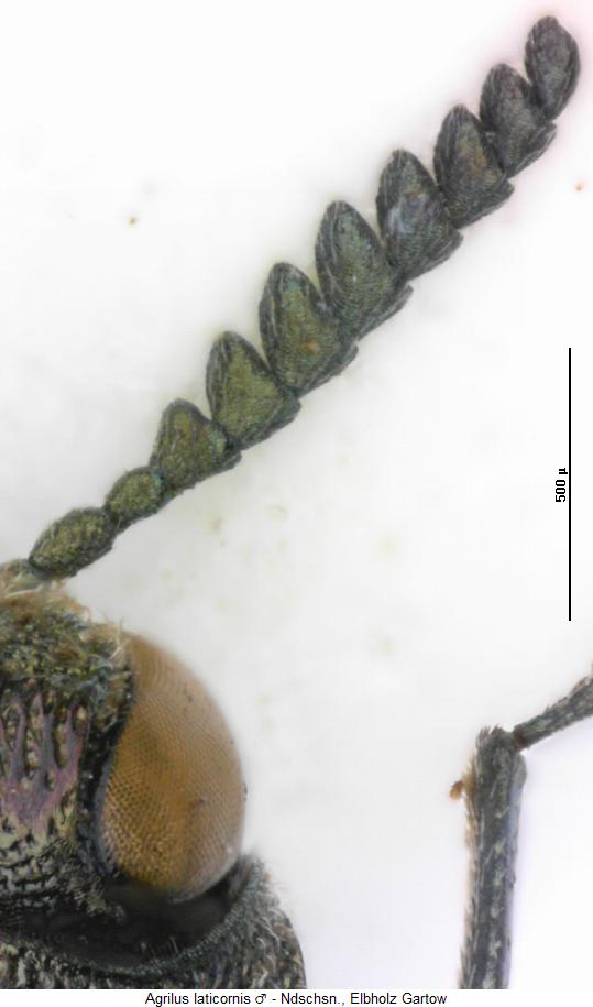 agrilus_laticornis_f.jpg